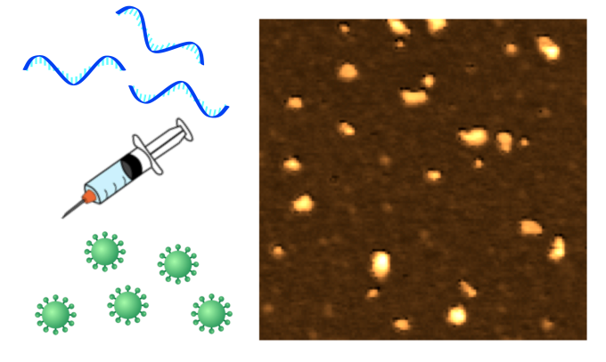  Mpox に対するメッセンジャー RNA ワクチンは動物モデルからのデータで驚くべきもの